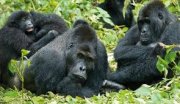GORILLA TOURS